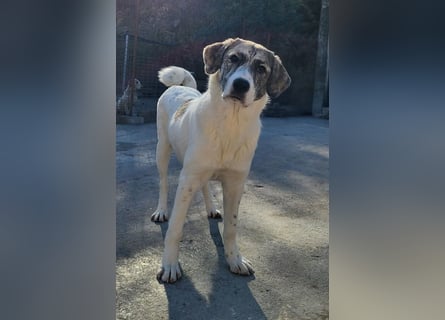Junghündin♥ Liv-Marie ♥ liebstes Pfotenherz sucht zeitnah Pflegestelle,am Besten ihre eigene Familie