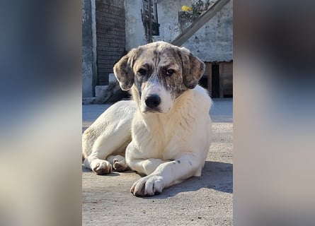 Junghündin♥ Liv-Marie ♥ liebstes Pfotenherz sucht zeitnah Pflegestelle,am Besten ihre eigene Familie