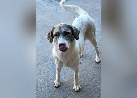 Junghündin♥ Liv-Marie ♥ liebstes Pfotenherz sucht zeitnah Pflegestelle,am Besten ihre eigene Familie