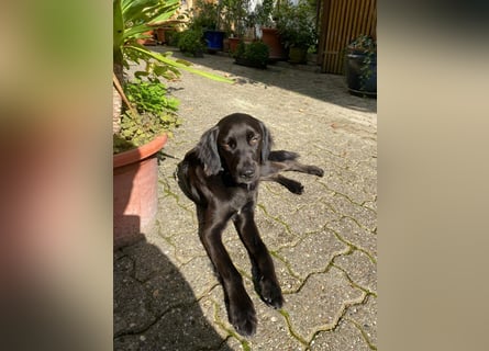 Fredi auf der Suche auf einer Endstelle