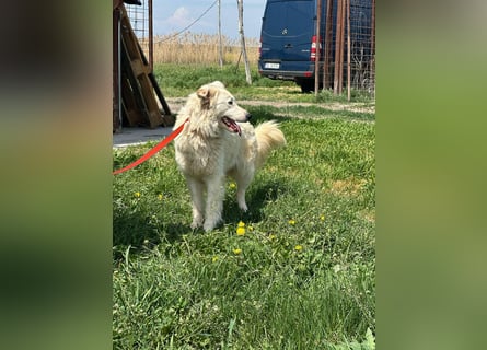 MIA – Mama, Kämpferin, Kuschelhund 
