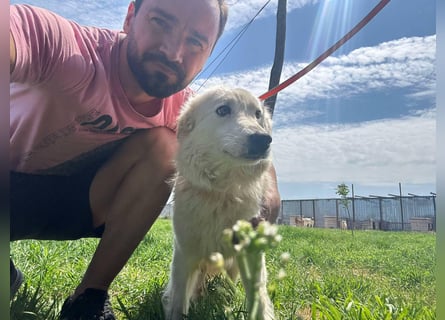 MIA – Mama, Kämpferin, Kuschelhund 