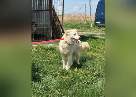MIA – Mama, Kämpferin, Kuschelhund 