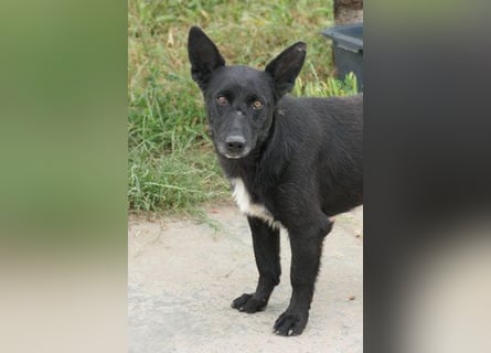 Riley wartet in der Nähe von Kiel