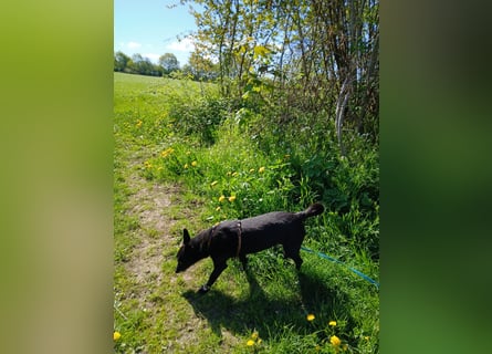 Riley wartet in der Nähe von Kiel