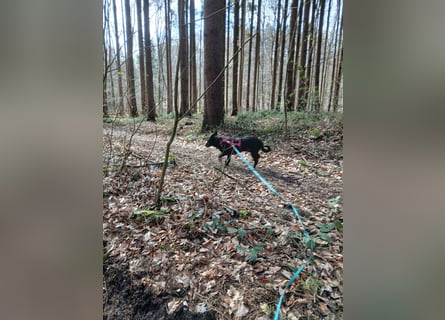 Riley wartet in der Nähe von Kiel