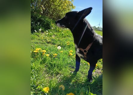 Riley wartet in der Nähe von Kiel
