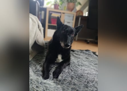 Riley wartet in der Nähe von Kiel