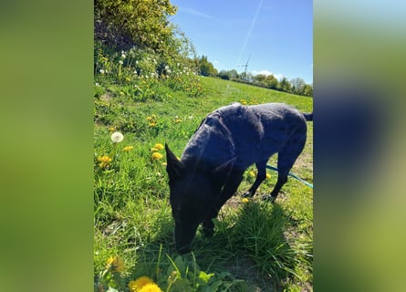 Riley wartet in der Nähe von Kiel