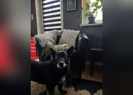 Riley wartet in der Nähe von Kiel