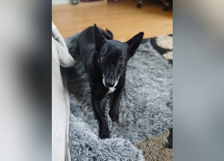 Riley wartet in der Nähe von Kiel