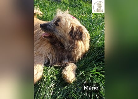 Marie – zu süß für diese Welt, aber kein bisschen aus Zucker!