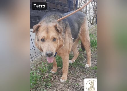 Tarzo – Ein Herz voller Jahre, das Ruhe verdient!