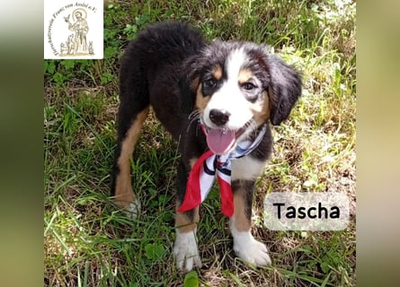 Tascha – heute wäre ein guter Tag, um ein Zuhause zu finden!