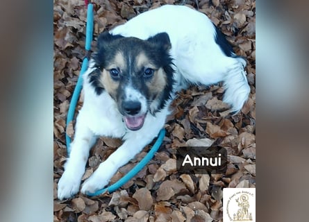 Annui – einmal gesehen, für immer im Kopf!