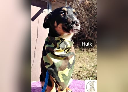 Hulk – niedlich? Ja. Unschuldig? Eher nicht!