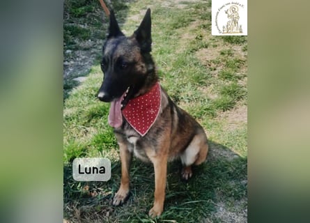 Luna – Köpfchen, Power und definitiv Pfeffer im Hintern!