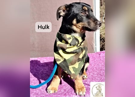 Hulk – niedlich? Ja. Unschuldig? Eher nicht!