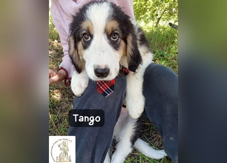 Tango – die Welt ist groß – aber ein Zuhause ist das Größte!