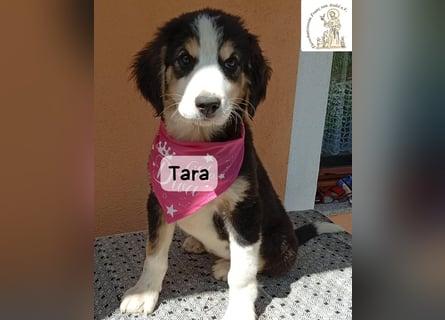 Tara – jemanden zum Bleiben finden, das wäre schön!