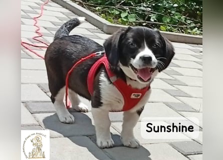 Sunshine – ein kleines Lächeln auf vier Pfoten!