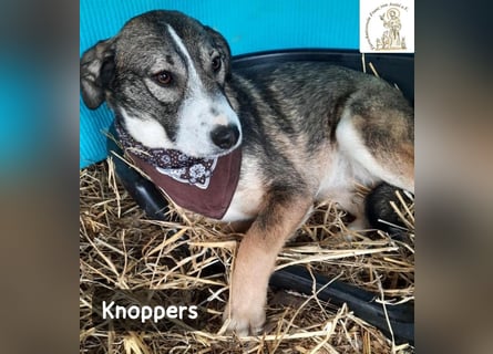 Knoppers – zuerst zurückhaltend, später zum Verlieben!