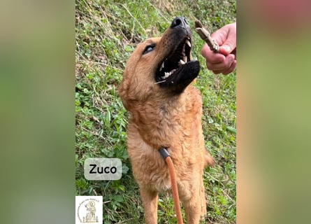 Zuco – jung, klug, charmant – und ziemlich bereit fürs Zuhause!