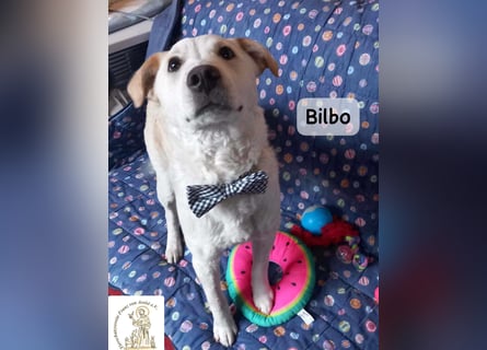Bilbo – verliebt ins Leben und bereit für dich!