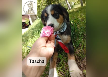 Tascha – heute wäre ein guter Tag, um ein Zuhause zu finden!