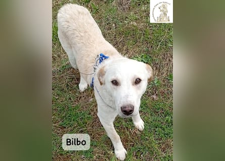 Bilbo – verliebt ins Leben und bereit für dich!