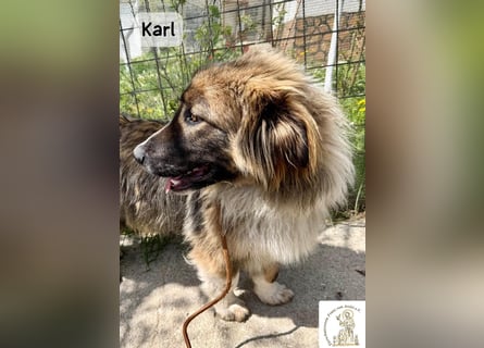 Karl – ein echtes Unikat auf vier Pfoten!