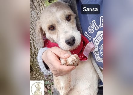 Sansa – der Neuanfang steht ihr einfach gut!