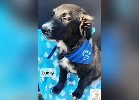 Lucky – kleiner Forscher auf vier Pfoten!