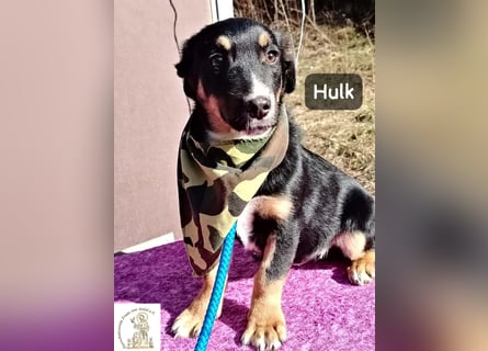 Hulk – niedlich? Ja. Unschuldig? Eher nicht!