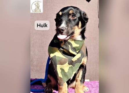 Hulk – niedlich? Ja. Unschuldig? Eher nicht!