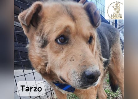 Tarzo – Ein Herz voller Jahre, das Ruhe verdient!