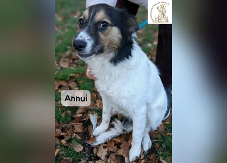 Annui – einmal gesehen, für immer im Kopf!