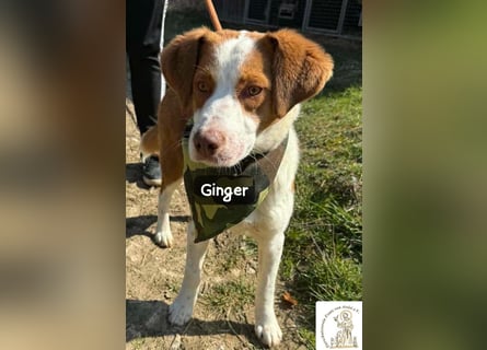 Ginger – vom Straßenabenteurer zum Kuschelprofi!
