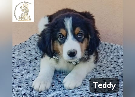Teddy – talentiert in Kuscheln, Spielen und Unsinn machen!