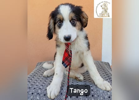 Tango – die Welt ist groß – aber ein Zuhause ist das Größte!