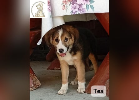 Tea – zu jung, um die Welt allein zu erobern!