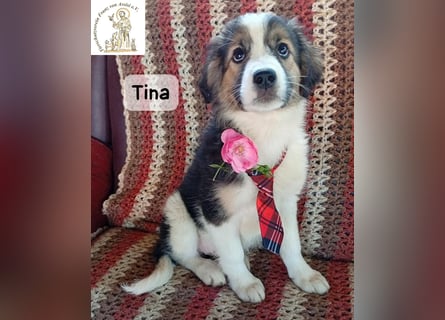 Tina – Manchmal braucht das Glück nur ein kleines Körbchen!