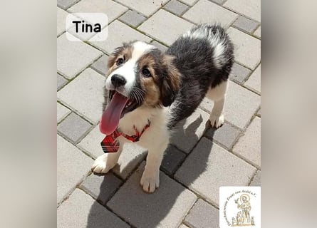 Tina – Manchmal braucht das Glück nur ein kleines Körbchen!
