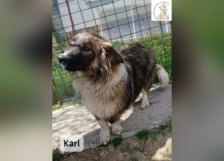 Karl – ein echtes Unikat auf vier Pfoten!