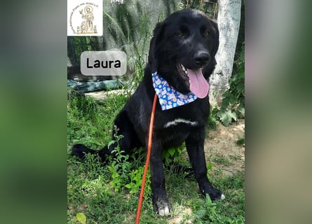 Laura sucht ihre Menschen – und zwar für ein ganzes Hundeleben!