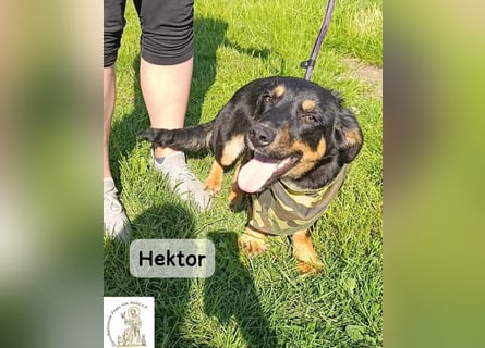 Hektor – mittendrin statt brav daneben!