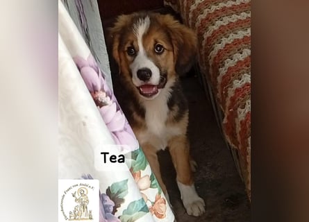 Tea – zu jung, um die Welt allein zu erobern!