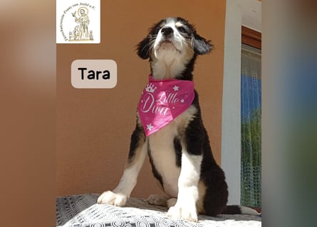 Tara – jemanden zum Bleiben finden, das wäre schön!