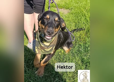 Hektor – mittendrin statt brav daneben!