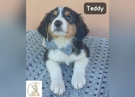 Teddy – talentiert in Kuscheln, Spielen und Unsinn machen!